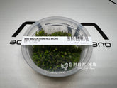 ADA 小圓葉 Rotala rotundifolia IC024